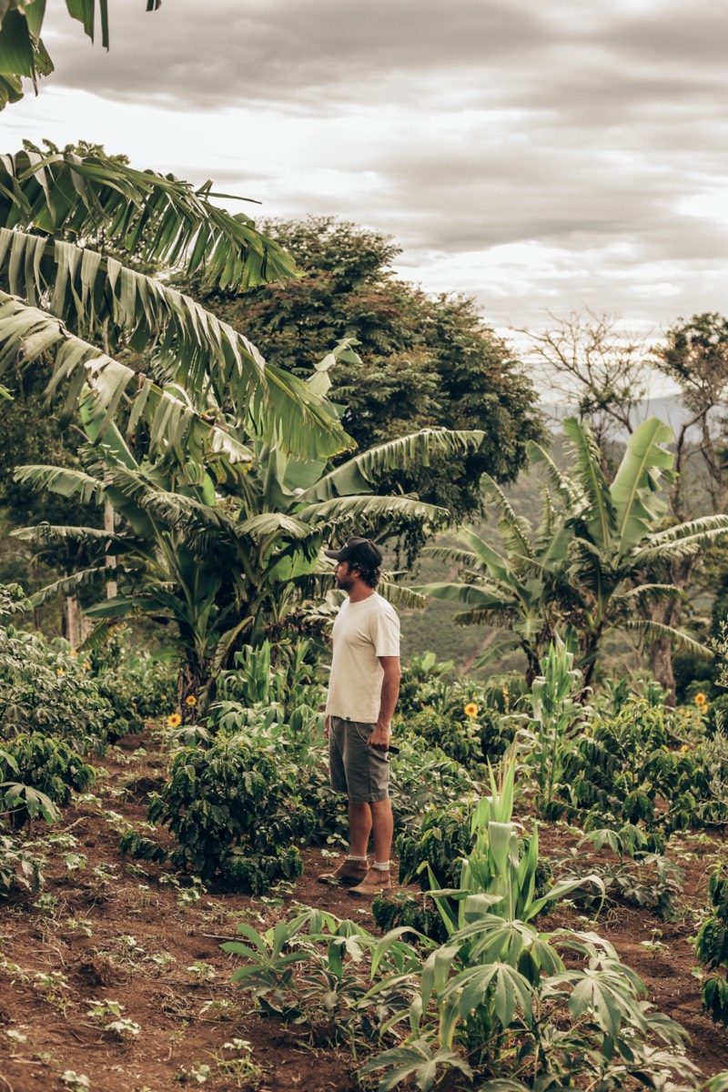 Café cultivado entre bananeiras e milho